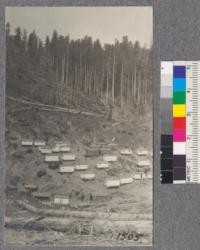 Camp 21, Smith Creek. Union Lumber Company, Mendocino County. Note recently felled timber back of the camp, also large Lowland White Fir tree lying next to Redwood on ground. There is a large percent of this tree in the stand here