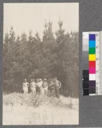 Forestry 104 class. 1920. Siesta Valley, Berkeley Hills, 14 year old Monterey Pine stand and thinnings