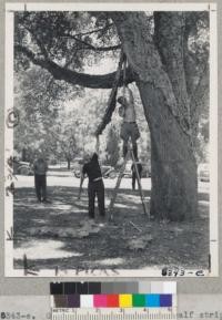 George Greenan and W. Metcalf stripping of 12' piece of bark from Quercus Suber tree at Napa State hospital grounds. 1943