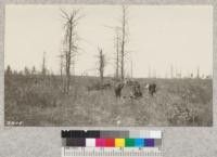 Planting crew Houghton Lake State Forest, Mich. May 2, 1924. Note quantity of dry weeds and grass making severe fire danger at this time. One of the crew set a fire two days before this which burned over 100 acres of established plantations