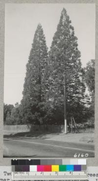 Two fine Sequoia Gigantea trees at the corner 1 mile west of Middletown, Lake County. They were probably planted about 1880 by Clark Wilbur who lived here then. They are now 45.7 diameter at breast height x 87' height and 46.2 x 92' height and have been bearing cones for about 20 years. It is about 30 ft. to water table in the well. 1937. Metcalf