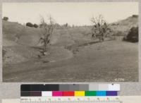 13 head of deer grazing in open glade on Henshaw Ranch, Mendocino Co., March 15, 1928. H.E.M