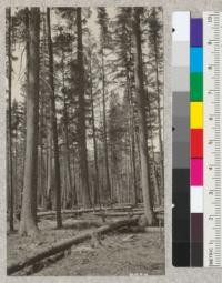 Experimental cutting (MC 1). This plot cut January 1921, brush burning in March and April. Cut to leave 25% of total crown cover (estimated). W. Pine and fir left for second cutting after reproduction. No seed year since cutting. 1923 good