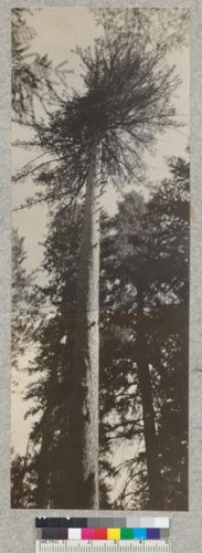 Sugar Pine; tree #425. 50 yards east of Camp Califorest office. Meadow Valley, Plumas County, California. Diameter at breast height 53". Overmature: 8-9 logs. Seed crops: 1924, a few cones; 1925, loaded; 1926, none; 1927, not observed; 1928, 259 cones (counted on ground July 1929) scales per cone, 115; seeds per cone, 230. Total no. of seeds borne in 1928, 60,000; seeds in 1929, none; seedlings in 1929 from 1928 crop, 15. E. Fritz, July 1929