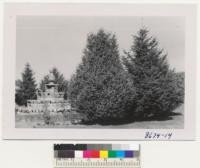 Salem, Oregon. Sitka spruces are very nice, compact ornamentals on lawn in front of State Forestry Headquarters. Metcalf. Oct. 1952