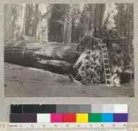 General view of a 12-foot windfall of March 12, 1933, in Richardson Grove before all earth was removed from roots. April, 1933. E.F