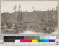 Demonstration forest on Santa Cruz Lumber Company lands, logged in spring of 1927. Ready for planting in winter of 1927-1928. Metcalf