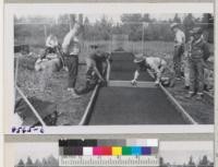 Smooting seedbed by 4-H Club Forestry members under direction of Wm. Maguire. May 1951. Metcalf