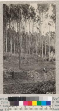 Cordwood cutting in blue-gum eucalyptus grove of Ben Johnson, Monterey County, near Watsonville. They saw long lengths on the buzz saw, with man shown doing the splitting. Sprouts in background fom 1931 cutting. August 1932. Metcalf