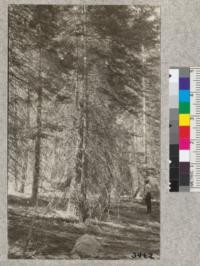 Characteristic appearance of white fir plots, 43 years old, Stanislaus National Forest, June 1925. These seem to originate in openings in the mature forest and differ in age by 6-10 years. Wright Creek Plot #1