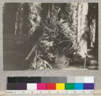 General view of stump of 12-foot redwood windfall of March 13, 1933, in Richardson Grove. John Kline in background. April, 1933. E.F