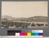 Eucalyptus cladocalyx - corynocalyx. San Diego County. Looking back up the valley at Parker grove of sugar gum, El Cajon, San Diego County, California. Flume of San Diego Water Company runs directly in front of the grove. May, 1916