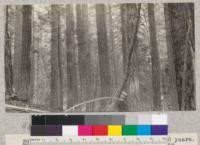 White Fir. Butte Creek Plot #16. Site 70' at 50 years. Volume 124,400 B.M. [board measure] per acre. Age 122 years. Schumacher, 1925