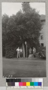 Cork Oak tree near Encina Hall on Stanford University campus after being stripped of 65 lbs. of cork September 1940. Diameter at breast height 14.3 before and 11.2 after stripping. Metcalf