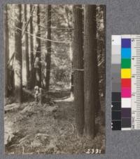 Secondgrowth Redwood Yield Study. North fork of Gualala - plot #2. A 40 year old stand of redwood and laurel. 76 M.B.M. per acre. D. Bruce - Oct. 1922