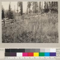 Experimental seedling area on Walden tract opposite Williams Grove, Humboldt County, California. Showing how weeds hide frames. July 13, 1935. E. F