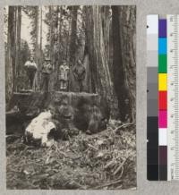 Seventeen-foot redwood stump. Cut January 1933. Age 1500ł years. Moyo River, about 3/4 mile above railroad trestle over Redwood Creek and between Irmulco and Shake City, Mendocino County, California. Walter Ball (Logging Superintendent) to right, James L. Averell to his right. See also 5720. May 10, 1933. E. F