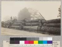 Port Orford cedar logs at Essex, Humboldt County, California. Brought to Essex by truck from Redwood Creek Canyon for loading, and intended evidently for export. Nov. 1929, E.F