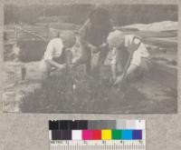 Bacon, Anderson and McLeod sorting 2-0 Port Orford cedars according to size. November 1921