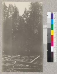 Big River, Mendocino County, California. Redwood Second Growth Cutting Experiment plot. Showing lots from trees cut. Also a Douglas fir in stand remaining (right of center). See also #2122. March 1923, E. Fritz