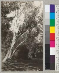 Eucalyptus coriacea at Golden Gate Park, January, 1925. A frost resistant species