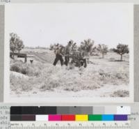 Method of moving cork oak trees in cans at the State Forest Nursery at Davis. Each of the trees weigh approximately 8 pounds in the container. Approximately 17,000 containers were shipped from the State Nursery to 37 counties in the spring of 1942. State Division of Forestry