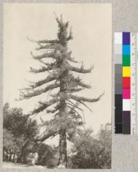 An old Big Cone Spruce (Pseudotsuga macrocarpa) near Alpine Tavern, Mt. Wilson, Los Angeles County. April, 1925