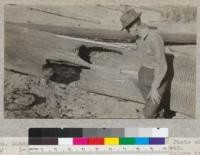 Damage to sound redwood logs by refuse fire. Photo shows cavities burned at point of a falling break, entire loss of sapwood, and considerable injury to heartwood. Mendocino Lumber Company, June 1921, E.F