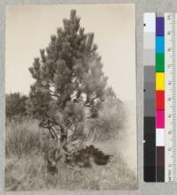 Young "oyamel" pine on the slope of Mt. Popocatepetl. deReygadas, December 1922