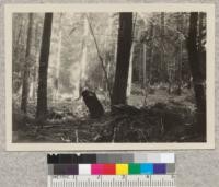 Secondgrowth redwood about 50 years old thinned for cordwood. Lands of the Pacific Lumber Co., Humboldt County, California