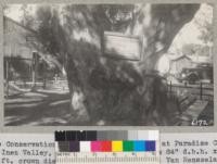 The Conservation Oak (Quercus agrifolia) at Paradise Civilian Conservation Corps camp, Santa Inez Valley, Santa Barbara County. Is 84" diameter at breast height x 50 ft. tall x 115 ft. crown diameter. October 1937. M. Van Renselaer in the picture. Metcalf