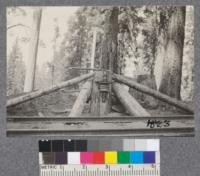 Incline, Madera Sugar Pine Company, 1921. Roller on inside of curve