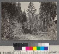 Controlled burning experiment, Weed Lumber Company, August, 1920. View along fire line. Burned ground to the right