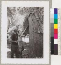 Metcalf and Greenan removing a slab of cork from the Napa State Hospital tree using the heavy peavy bar. Kodachrome and moving pictures were also taken of this. Fritz