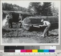 Splitting redwood logs with chain saw. 48'' x 24' log. Starting the cut. Note supporting frame. End pieces spiked on. Side planks resting on end pieces and further supported by iron rods driven into log. Atkins electric saw 88'' bar. 10-31-47. E.F