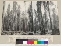 General view, mainly East, of trees left by Hammond Lumber Company., near Carlotta. View from completed landing. Three views in panorama. Aug. 14, 1935 E.F