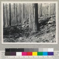 Redwood Region. Selective logging. A 36" diameter at breast height tree left for future growth. The slash has been moved away from the base prior to burning. (1944 experimental slash removal - Salmon Creek.) 5/24/44 E.F