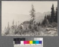 From ridge above central cirque American Creek looking east towards high peaks at the head of the valley. Azalea Creek comes from the valley below the peak just to right of young Lyall Larch. American Creek proper rises from American Lake lying in cirque at right of picture behind the Alpine firs on ridge. Note reproduction of Alpine fir here. Montana, 1920