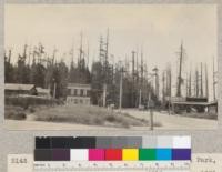 View of the dead-topped trees in Sequoia Park, Eureka, California. E.F. June 1931