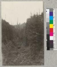 A retake of well known U.S.F.S. picture of "Forest Devastation." Is on Bear Gulch, Ryan's Slough, and present stand is at least 20 thousand per acre and 30 years old. Note that snags and stumps make identification certain