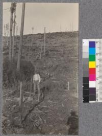 Looking upward across Campbell Creek planting area, Mendocino County. Shows first row planted. Norway Maples from California Nursery Co. Also method of staking and clump of redwood sprouts. February 1921