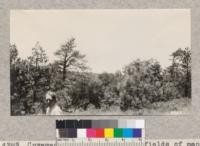 Cuyamaca Peak across brush fields of manzanita and mahogany from which heliograph signals were received for the benefit of the San Diego camp. Metcalf. July, 1928