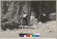 Camp Califorest. Nordstrom and Stowell at work felling snags on the camp site. Nordstrom to left, Stowell to right. July 1931, E.F