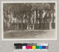 Edge of the U.C. Eucalyptus grove. Fall, 1920. Eucalyptus globulus planted 1877