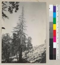 A dying redwood at foot of fill slope of new location of Redwood Highway and on east edge of old location, below Redway bluffs. Near Redway. Cause: probably too heavy fill of clay material. 8-21-37. E. F