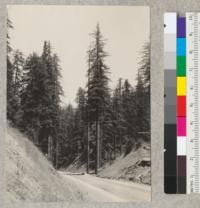 Trees on Redwood Highway on south edge of Stephens Grove. Looking north. Dying account 25 foot fill. High tree to right is #8. See sketch in notes--E. F. July 1932. E. F. July 5, 1932