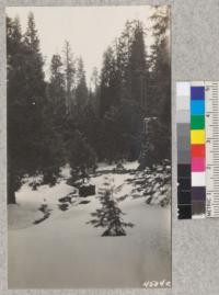 Snow scenes at Whitaker's Forest. April, 1929. Metcalf