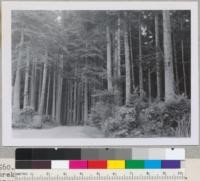 Redwood Region. Inside Sequoia Park, Eureka. Roadway near Pavillion and playground. Logged in about 1880. Many residuals left. Dense stand of new young trees, redwood, spruce, hemlock, Douglas fir and white fir. See also 7559. E. F. 8/29/53