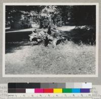 Redwood region. Bohemian Grove, Russian River. Old uprooted stump of a redwood showing effect of flood depositions and tree adjustments. Top diameter 20" x 30", about 50" between soil levels. Birdseye on trunk. Evidence that tree was a leaner. Stump is opposite hospital. July 22, 1948. E.F