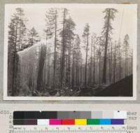 Redwood Selective Logging. Pacific Lumber Company. Monument Creek. View from flat car at railroad lateral #4 looking down road #3. See also #6508-9 from same point looking down road #1. Sky line roads are not continuous; narrow. Logged by tractor and sky line. Nearest trees to pole 125", 175", and 225". Lanes or roads narrow and indistinct. Logged January 1939. 1/29/39. E. F